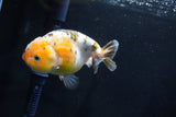 Milk Cow Ranchu  Calico 4.5 Inch (ID#1025R9a-61) Free2Day SHIPPING