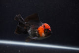 Thai Oranda  Tricolor 4 Inch (ID#0107T2a-53) Free2Day SHIPPING