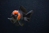 Thai Oranda  Tricolor 4 Inch (ID#0107T2a-53) Free2Day SHIPPING