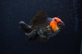 Thai Oranda  Tricolor 4 Inch (ID#0107T2a-53) Free2Day SHIPPING