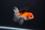 Thai Oranda  Tricolor 4 Inch (ID#0107T2a-54) Free2Day SHIPPING