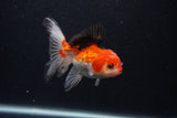 Thai Oranda  Tricolor 4 Inch (ID#0107T2a-54) Free2Day SHIPPING