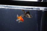 2Pack Thai Oranda   2 Inch (ID#1119ToPTD-12) Free2Day SHIPPING