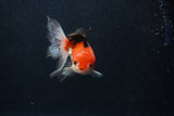 Thai Oranda  Tricolor 4 Inch (ID#0107T2a-54) Free2Day SHIPPING