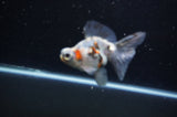Butterfly  Calico 3.5 Inch (ID#318B8b-35) Free2Day SHIPPING