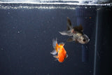 2Pack Thai Oranda   2 Inch (ID#1119ToPTD-12) Free2Day SHIPPING