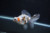Butterfly  Calico 3.5 Inch (ID#318B8b-35) Free2Day SHIPPING