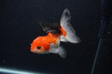 Thai Oranda  Tricolor 4 Inch (ID#0107T2a-54) Free2Day SHIPPING