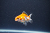 2Pack Thai Oranda   2 Inch (ID#1119ToPTD-12) Free2Day SHIPPING