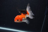 Thai Oranda  Tricolor 4 Inch (ID#0107T2a-54) Free2Day SHIPPING