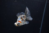 Butterfly  Calico 3.5 Inch (ID#318B8b-35) Free2Day SHIPPING