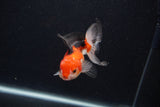 Thai Oranda  Tricolor 4 Inch (ID#0107T2a-54) Free2Day SHIPPING