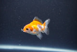 2Pack Thai Oranda   2 Inch (ID#1119ToPTD-12) Free2Day SHIPPING