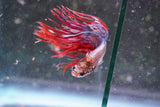 Red Galaxy Crowntail Male Betta (ID#801-M226) Free2Day SHIPPING