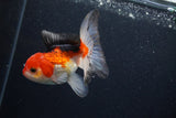 Thai Oranda  Tricolor 4 Inch (ID#0107T2a-54) Free2Day SHIPPING