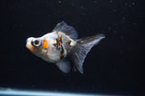 Butterfly  Calico 3.5 Inch (ID#318B8b-35) Free2Day SHIPPING