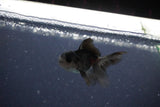 2Pack Thai Oranda   2 Inch (ID#1119ToPTD-12) Free2Day SHIPPING