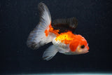 Thai Oranda  Tricolor 4 Inch (ID#0107T2a-54) Free2Day SHIPPING