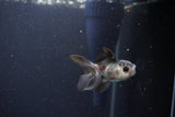 2Pack Thai Oranda   2 Inch (ID#1119ToPTD-12) Free2Day SHIPPING