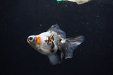 Butterfly  Calico 3.5 Inch (ID#318B8b-35) Free2Day SHIPPING