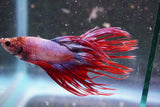 Red Galaxy Crowntail Male Betta (ID#801-M226) Free2Day SHIPPING