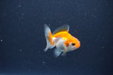 2Pack Thai Oranda   2 Inch (ID#1119ToPTD-12) Free2Day SHIPPING