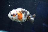 Milk Cow Ranchu  Calico 4 Inch (ID#1029R10c-53) Free2Day SHIPPING