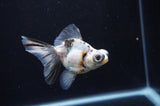 Butterfly  Calico 3.5 Inch (ID#318B8b-35) Free2Day SHIPPING