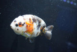 Milk Cow Ranchu  Calico 4 Inch (ID#1029R10c-53) Free2Day SHIPPING