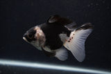 Thai Oranda  Panda 4 Inch (ID#0107T2a-55) Free2Day SHIPPING