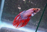 Red Galaxy Crowntail Male Betta (ID#801-M226) Free2Day SHIPPING