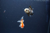 2Pack Thai Oranda   2 Inch (ID#1119ToPTD-13) Free2Day SHIPPING