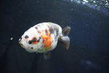 Milk Cow Ranchu  Calico 4 Inch (ID#1029R10c-53) Free2Day SHIPPING