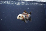 2Pack Thai Oranda   2 Inch (ID#1119ToPTD-13) Free2Day SHIPPING