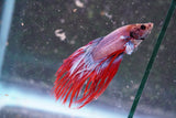 Red Galaxy Crowntail Male Betta (ID#801-M226) Free2Day SHIPPING