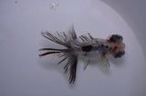 Butterfly  Calico 3.5 Inch (ID#318B8b-35) Free2Day SHIPPING