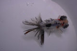 Butterfly  Calico 3.5 Inch (ID#318B8b-35) Free2Day SHIPPING