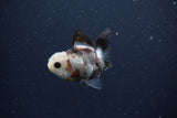 2Pack Thai Oranda   2 Inch (ID#1119ToPTD-13) Free2Day SHIPPING