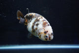 Milk Cow Ranchu  Calico 4 Inch (ID#1029R10c-53) Free2Day SHIPPING