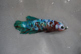 Giant  Koi Galaxy  Plakat Female Betta (ID#801-F200) Free2Day SHIPPING