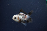 2Pack Thai Oranda   2 Inch (ID#1119ToPTD-13) Free2Day SHIPPING