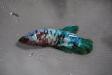 Giant  Koi Galaxy  Plakat Female Betta (ID#801-F200) Free2Day SHIPPING