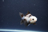 2Pack Thai Oranda   2 Inch (ID#1119ToPTD-13) Free2Day SHIPPING