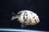 Milk Cow Ranchu  Calico 4 Inch (ID#1029R10c-53) Free2Day SHIPPING