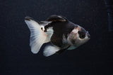 Thai Oranda  Panda 4 Inch (ID#0107T2a-55) Free2Day SHIPPING