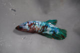 Giant  Koi Galaxy  Plakat Female Betta (ID#801-F200) Free2Day SHIPPING