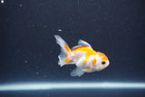 2Pack Thai Oranda   2 Inch (ID#1119ToPTD-13) Free2Day SHIPPING