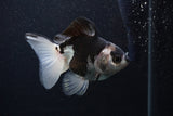 Thai Oranda  Panda 4 Inch (ID#0107T2a-55) Free2Day SHIPPING