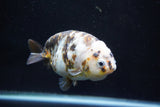 Milk Cow Ranchu  Calico 4 Inch (ID#1029R10c-53) Free2Day SHIPPING