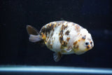 Milk Cow Ranchu  Calico 4 Inch (ID#1029R10c-53) Free2Day SHIPPING